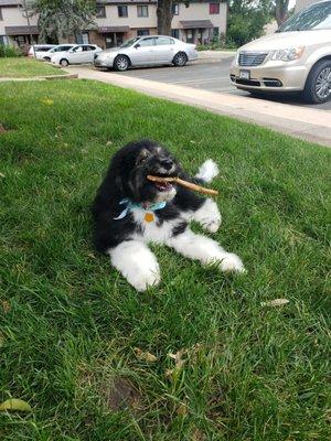 Einstein is enjoying this clean fur.