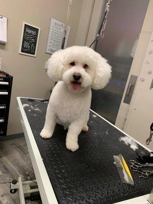 Pablo loves being groomed! Look at that smile