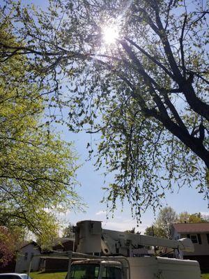 Tree trimming from a bucket.