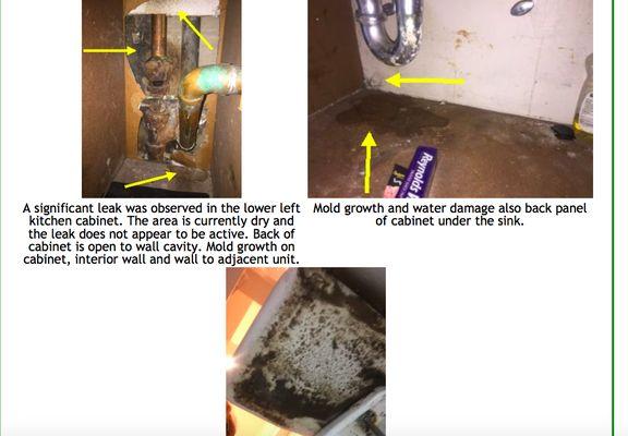 Toxic Mold under my kitchen sink and microbial growth under my toilet