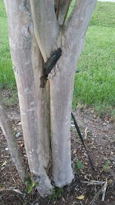 Trees at Walgreens.  Whoa! These straps were never removed & forced the tree to grow around them.