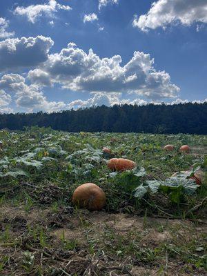 Pumpkin patch