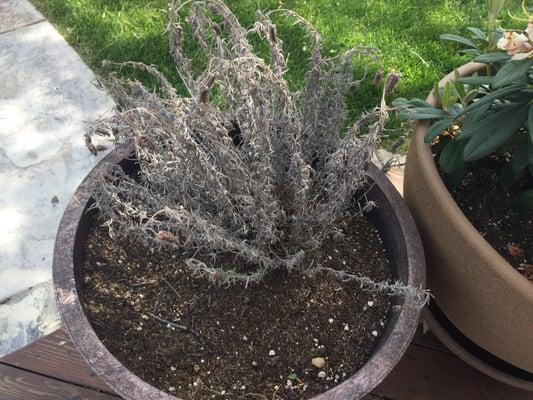 The dead lavender plant that I put in the backyard as it never did bloom or thrive, in fact, it was dead when we bought it.