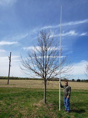 7" Sugar Maple tree