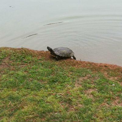 Turtle enjoying the sun