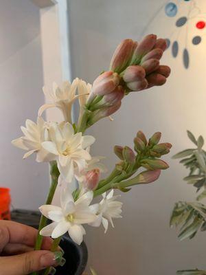 Tuberose grown by the owners!