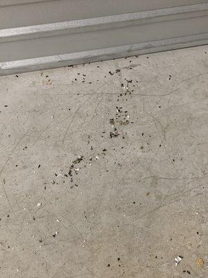 Rodent poop