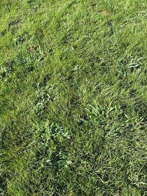 The weeds that cover half our lawn from the sod they installed.