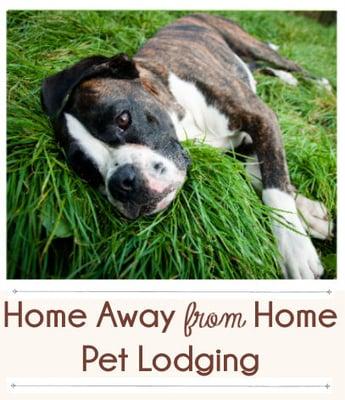 Boarding, Pet Sitting, Lodging