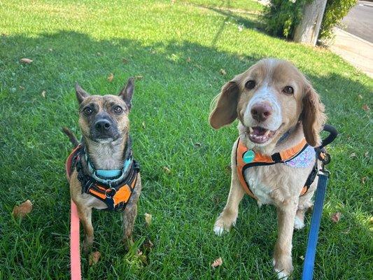 Lulu and Charlie, proud graduates of Adult Dog Training with Kate