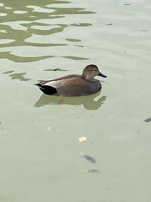 Just a solo Gadwall in the pond with many other species.