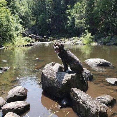 Jaxon on his first off-leash vacation through beautiful northern Michigan