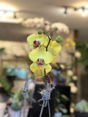 Yellow Orchid