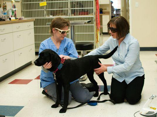 We offer Laser Therapy, as well as several other alternative therapies. Visit us at www.companvet.com!