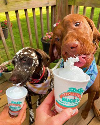 PUP Sno!
 Sno ball with whipped cream on top for the fur babies/fur best friends.