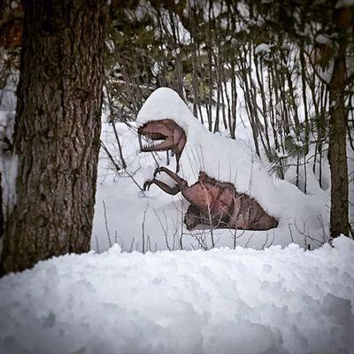 'raptor in snow