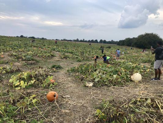 Gallrein Farms