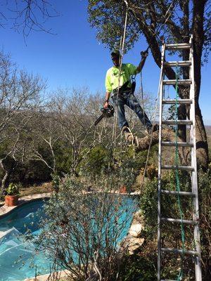 Tree Trimming!