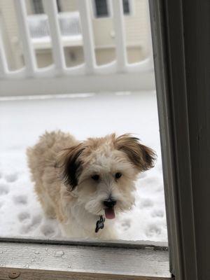 Beans first time in the snow