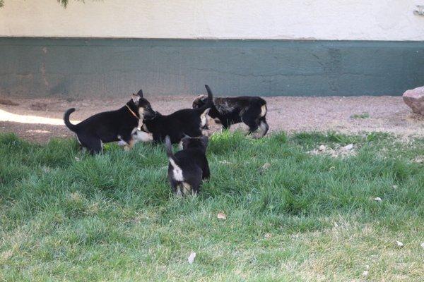 Some the Shepsky Pups.