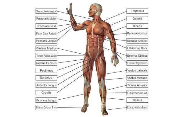 Muscle Chart