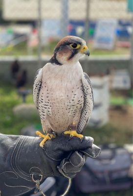 Falcon