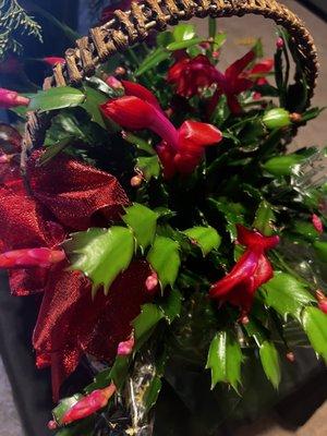 Red Christmas Cactus