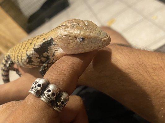 Bubbling eyes; shout-out to Scales n Tails for selling me a skink with a respiratory infection and refusing to refund it.