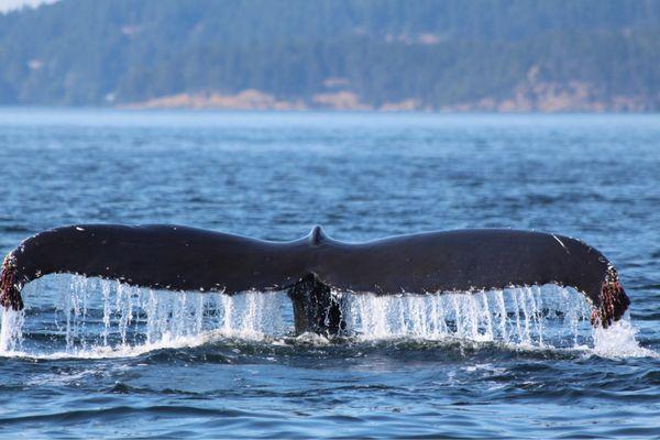 Humpback Whale!