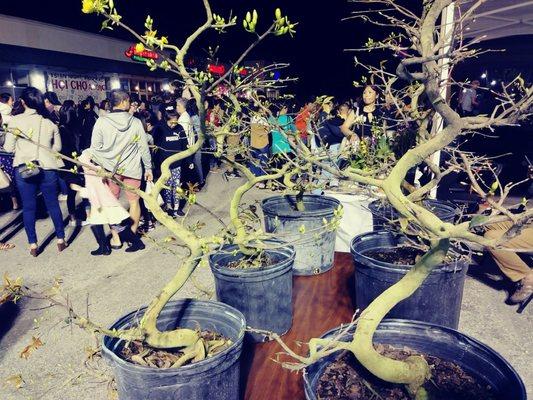 Flower market with these about to flower bonsai, orchids, miniature citrus fruit  trees, orchids, and some flower arrangements.