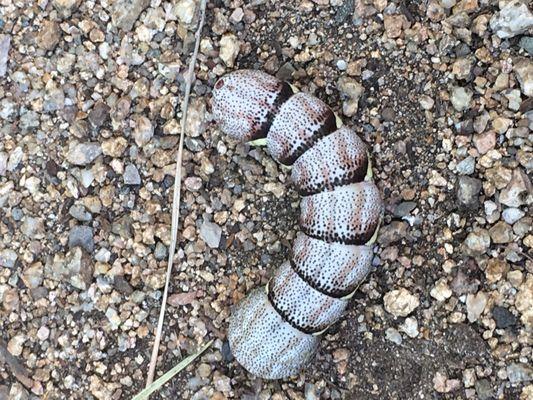 Rare Leopard Grub