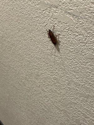 Cockroach!