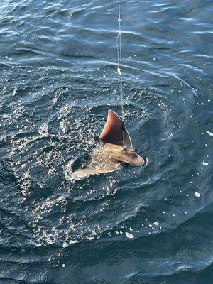 Stingray swimming on the line