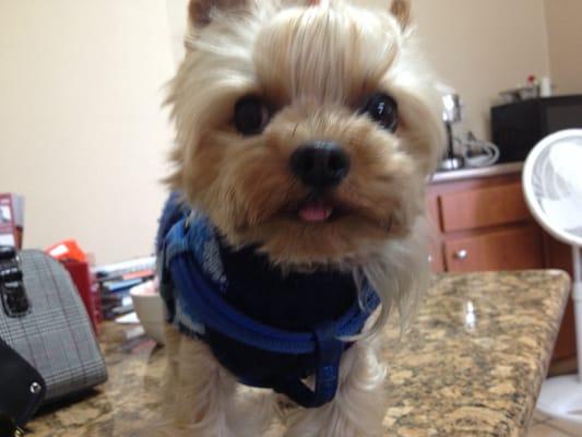 Owner's cute little Yorkie keeping me company while I wait for my car to be tested...