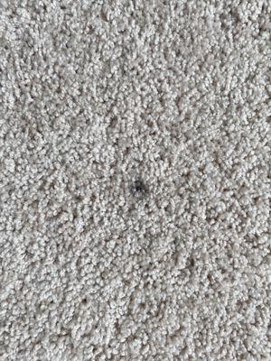 Carpet stain due to black grease.