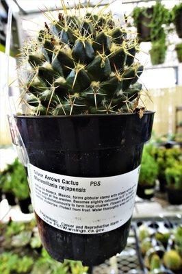 1 Pint Cactus Mammillaria nejapensis 'Silver Arrows' ($4.28/Each)