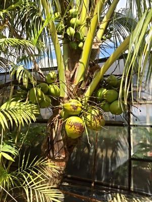 Abundant Coconut Tree!