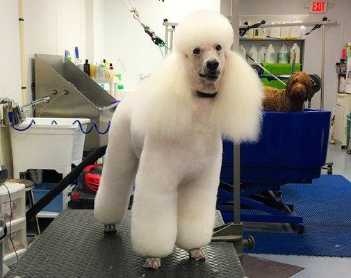 Miniature Poodle Groomer