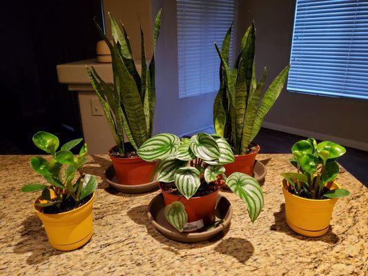 2: 6" Snake Plants, 2: 4" Lemon lime Peperomia, 1: Watermelon Peperomia