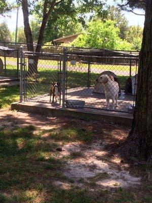 Outside large kennel