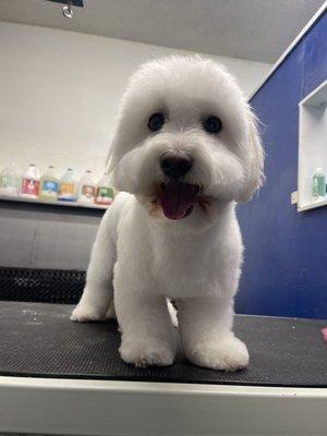 Fur-nando’s Groom Room