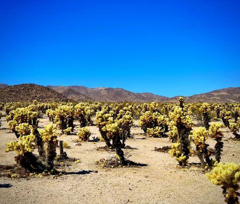 Cholla Cactus Garden - definitely recommend on your visit!