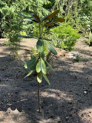 Rare rhododendron