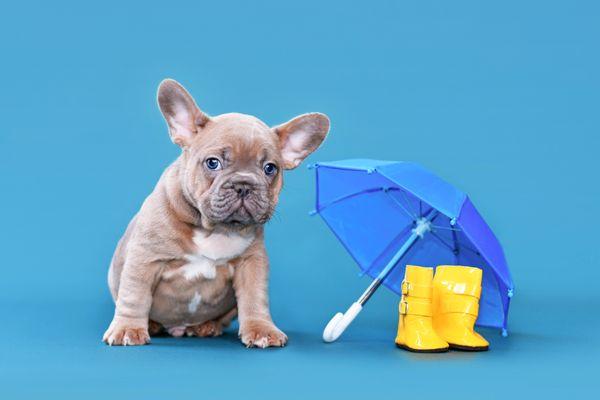 With our Umbrella Insurance, you'll have an extra layer of protection against life's uncertainties.