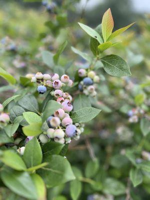 Blueberries!