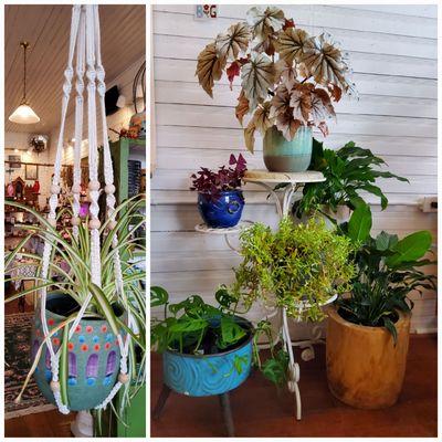 Macrame plant hangers and plant stands