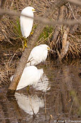 Mitchell Lake Audubon Center