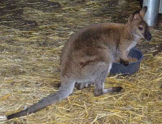 Wallaby