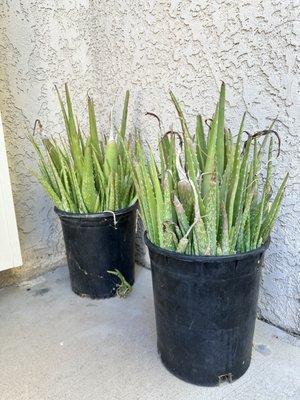 These are the aloe I bought for $5 each.