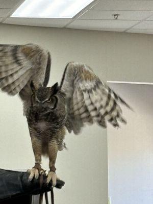 Great Horned Owl from Wild Things Conservation Center